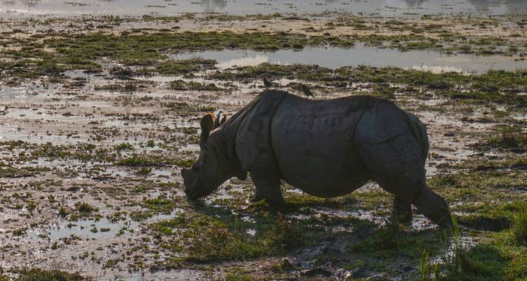 Indisches Panzernashorn beim Grasen in einer sumpfigen Ebene, die von warmem, tiefstehendem Sonnenlicht beleuchtet wird.