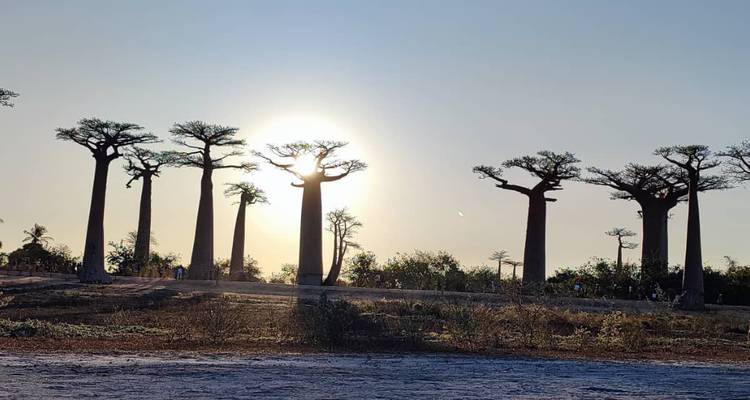 Silhouettes of towering baobab trees line a dusty track with the sun setting directly behind them.