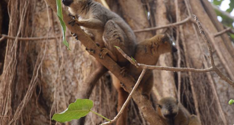 A trio of lemurs climbs intertwined branches against a massive fig tree trunk.