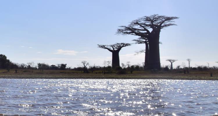 Two majestic baobab trees rise beyond a shimmering river under a bright blue sky.