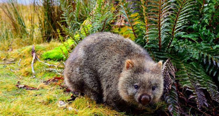 Close-up of a furry wombat foraging among moss and ferns in lush alpine habitat