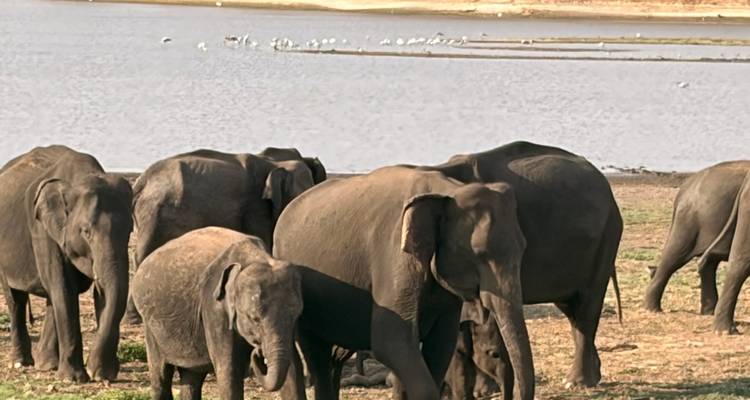 Kudde wilde Aziatische olifanten die grazen naast een groot meer met vogels in de verte op het water.