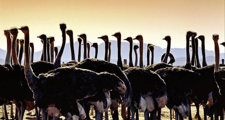 Large flock of ostriches silhouetted against a warm sunset sky with desert mountains in the distance.