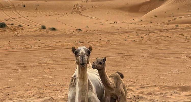 Mamá camello y bebé camello de pie en las dunas de arena ondulantes de color naranja del desierto.