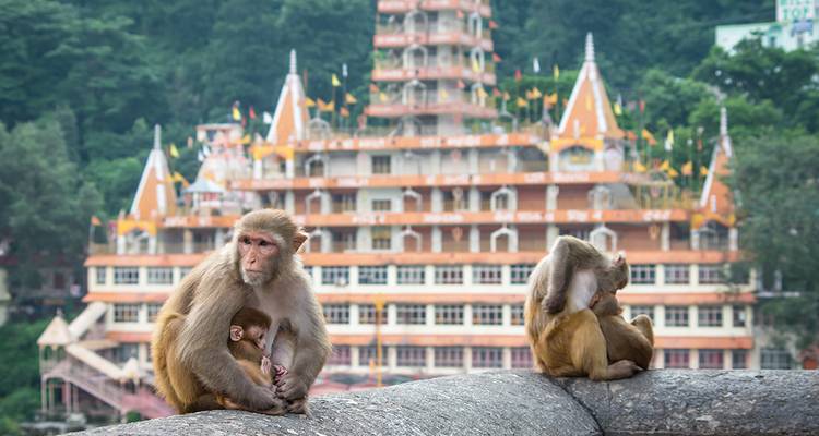 Deux singes sont perchés sur une corniche en pierre avec le temple à plusieurs étages de Rishikesh flou en arrière-plan.