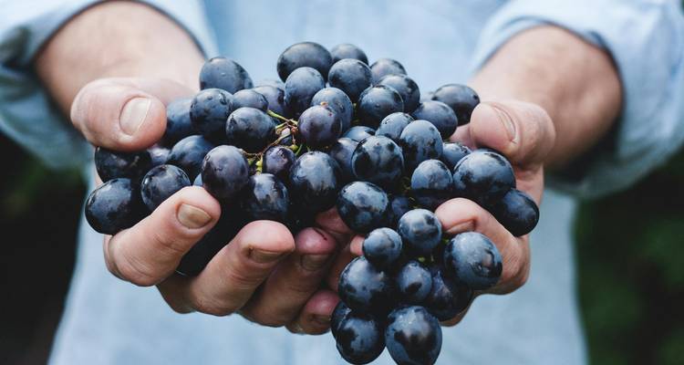 Des mains présentant une grappe fraîchement cueillie de raisins de vin foncés.