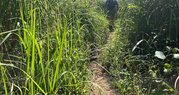 Un randonneur sur un sentier étroit en terre battue entouré d'herbes de jungle hautes.