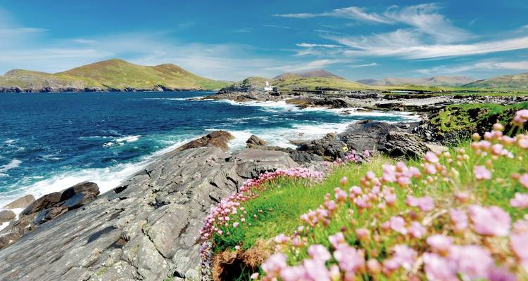 Wildblumen an einer felsigen Atlantikküste entlang des Ring of Kerry unter blauem Himmel.