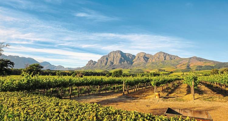 Reihen von Weinstöcken erstrecken sich in Richtung zerklüfteter Berge unter klarem blauen Himmel in der Weinregion Stellenbosch.