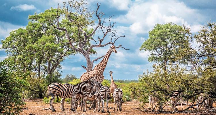 Giraffe überragt eine Faszination von Zebras unter einem blattlosen Baum in der afrikanischen Savanne.