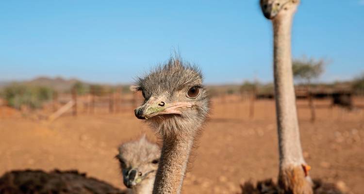 Neugieriger Strauß blickt in die Kamera vor der kargen Landschaft der Karoo.