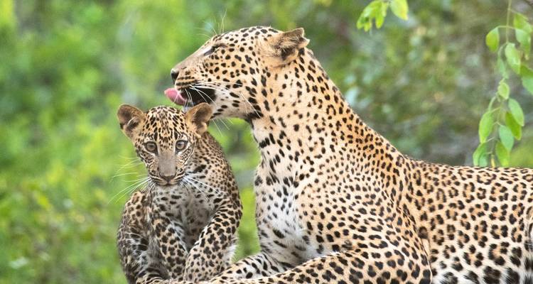 Close-up of a Sri Lankan leopard mother licking her playful cub in lush green jungle.