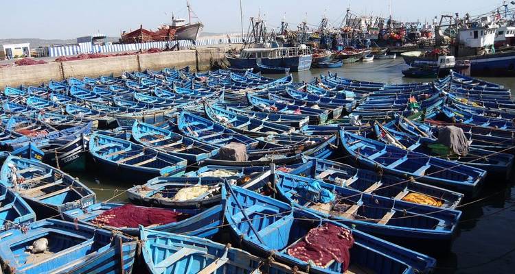 Hundreds of vivid blue wooden fishing boats crowd the harbor at Essaouira port.