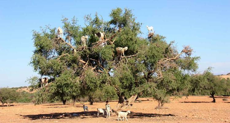 Goats climb and perch in the branches of a lone argan tree on a dusty plain.