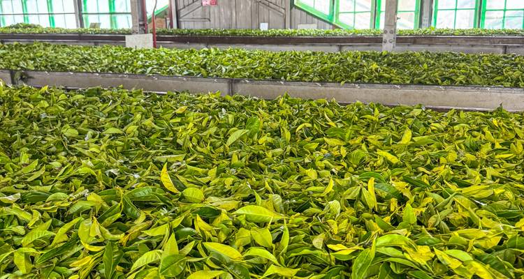 Rangées en gros plan de feuilles de thé vert fraîchement cueillies étalées pour sécher à l'intérieur d'une usine.