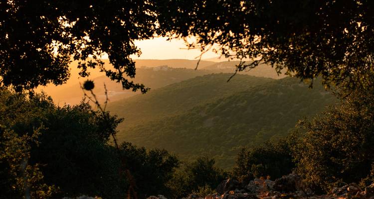 Luz cálida del atardecer sobre colinas boscosas ondulantes enmarcadas por ramas de árboles