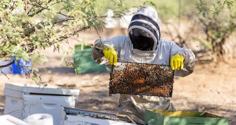 Apiculteur en tenue de protection inspectant un cadre de rayon de miel au milieu des abeilles bourdonnantes