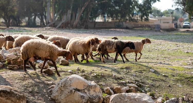 Un petit troupeau de moutons errant dans un champ herbeux et rocheux près de bâtiments ruraux