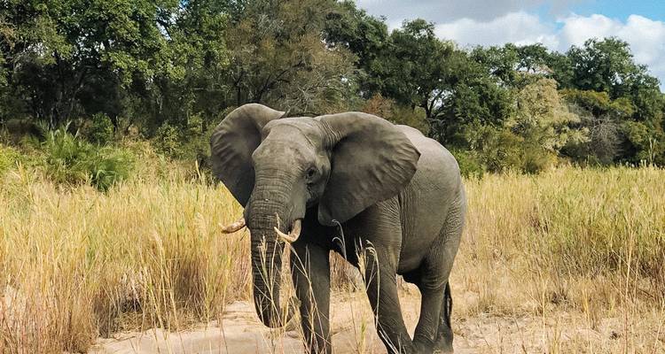 Éléphant mâle marchant dans l'herbe haute et la brousse arbustive sous un ciel partiellement nuageux