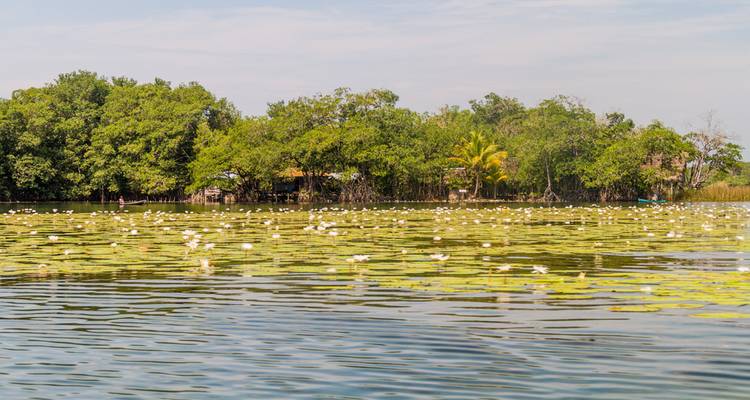Laguna extensa salpicada de nenúfares blancos y rodeada de árboles de manglar.