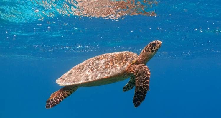 Sea turtle gracefully swimming in clear blue ocean water