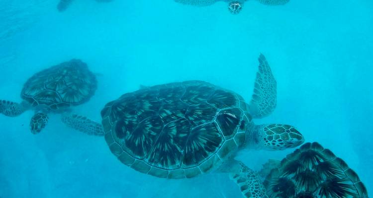 Plusieurs tortues marines vertes nagent avec grâce dans une eau turquoise cristalline, vues de dessus.