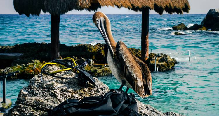 Le pélican brun se tient sur les rochers du bord de mer à côté de l'équipement de plongée avec les toits de palapa en chaume et l'eau turquoise en arrière-plan.