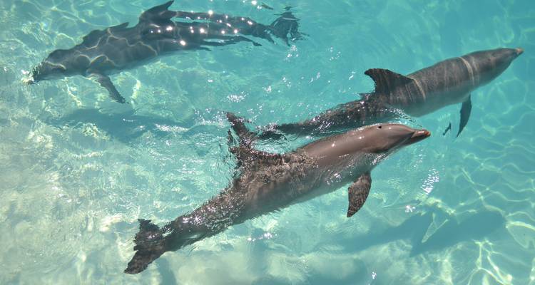 Trois dauphins joueurs glissent dans une eau cristalline d'un bleu turquoise éclatant, captant la lumière du soleil.