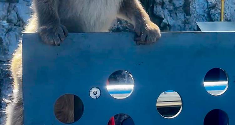 Partial view of a Barbary macaque perched on a perforated metal barrier.