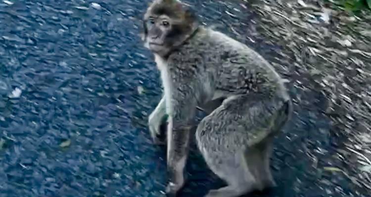 Barbary macaque crouches on an asphalt road looking toward the camera.