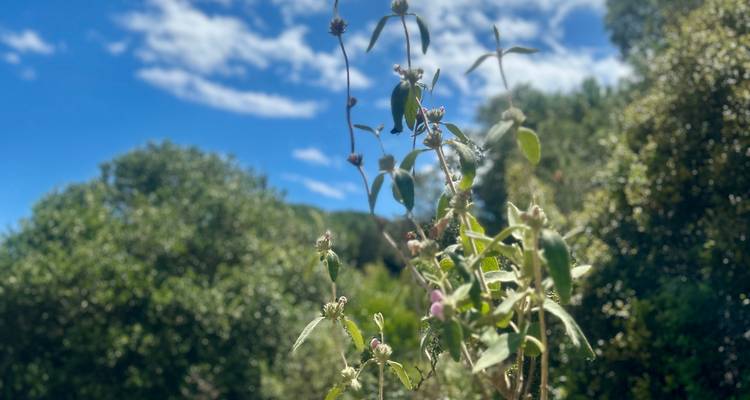 Close-up of wildflowers against a wooded hillside and blue sky background.
