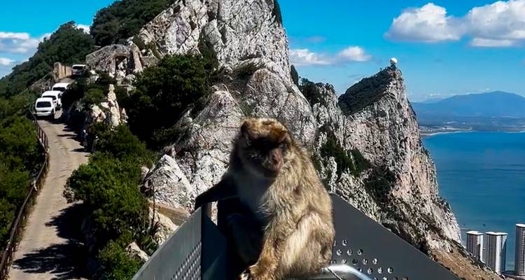 Barbary macaque sits on a railing with dramatic limestone ridges and sea vistas behind.