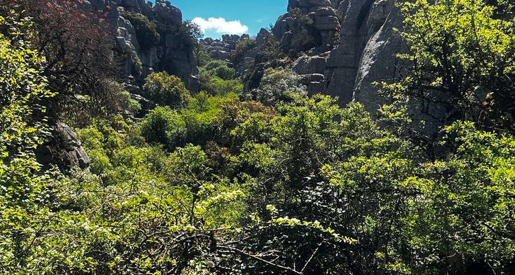 Des buissons épais et des pics rocheux dentelés bloquant la majorité de la vue sur le canyon