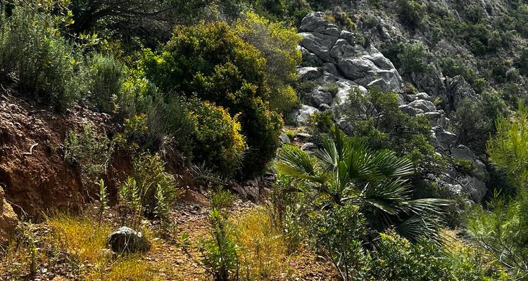 Sentier escarpé et terreux flanqué de buissons et de petits palmiers sur une pente rocheuse