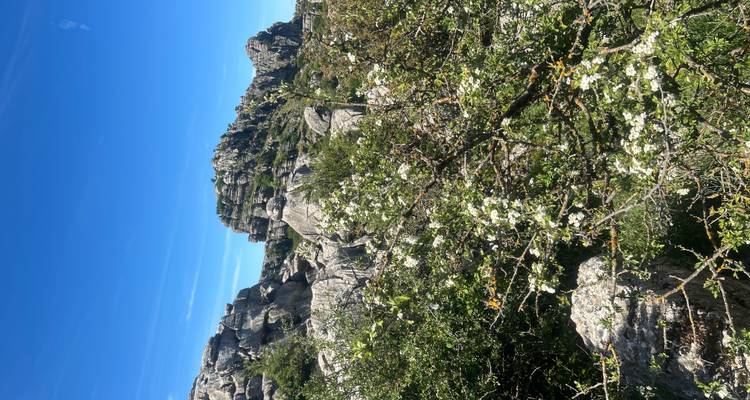 Arbuste en fleur au milieu de formations calcaires déchiquetées sous un ciel bleu éclatant