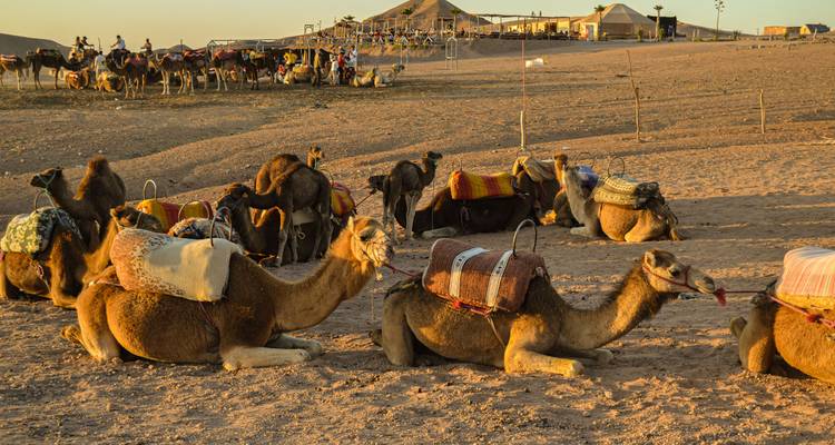 Camellos ensillados descansando en un terreno desértico arenoso al atardecer con un campamento desértico distante.