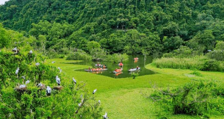 Los kayakistas reman a través de un humedal verde rodeado de un bosque denso mientras las garzas se posan en las copas de los árboles.