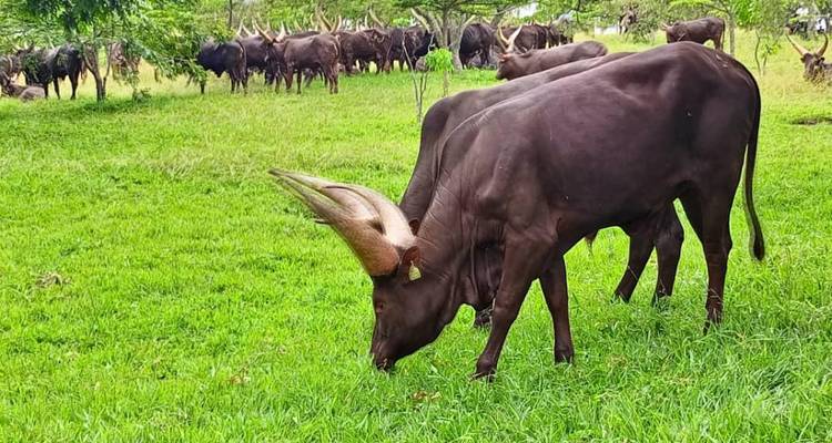 Kudde Ankole-runderen die grazen op felblauw gras in Rwanda.