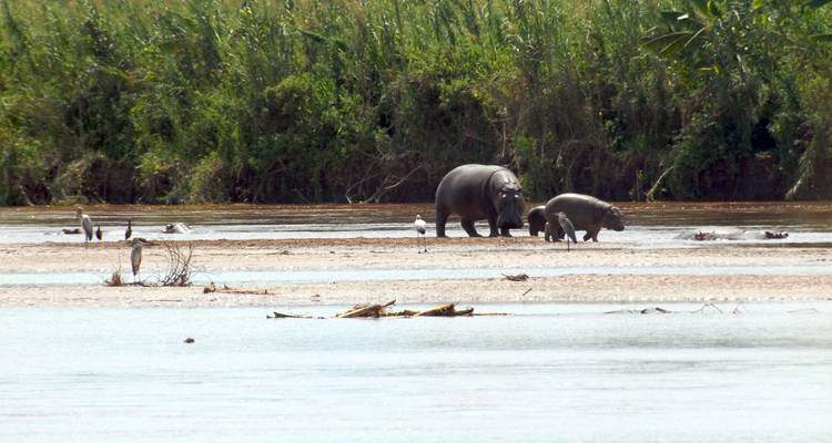 A pair of hippos wade on a sandy riverbank surrounded by lush green vegetation with birds nearby.