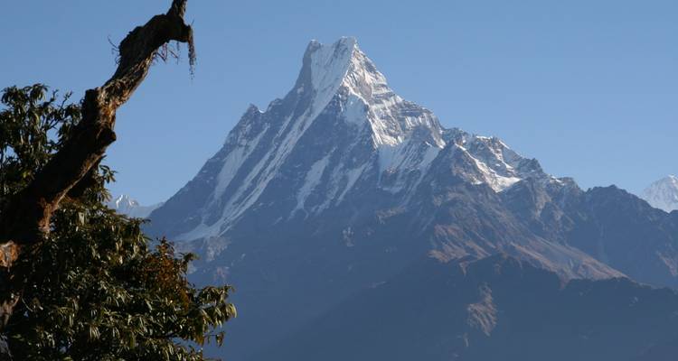 De iconische Machhapuchhre-piek steekt scherp af tegen een diepblauwe lucht, omzoomd door bomen op de voorgrond.