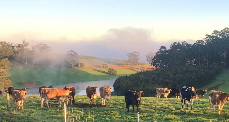 Rebaño de vacas lecheras pastando en un pasto con niebla al amanecer, rodeado de colinas verdes ondulantes y árboles.