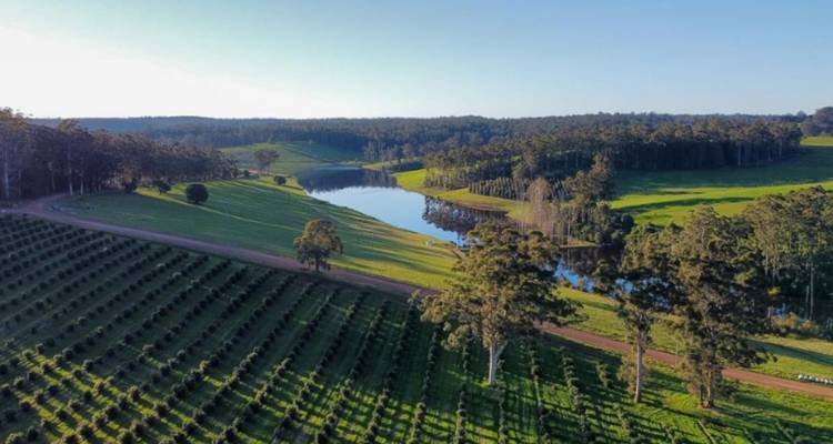 Vista aérea de tierras agrícolas verdes con filas de árboles, un camino de tierra sinuoso y un lago reflectante.