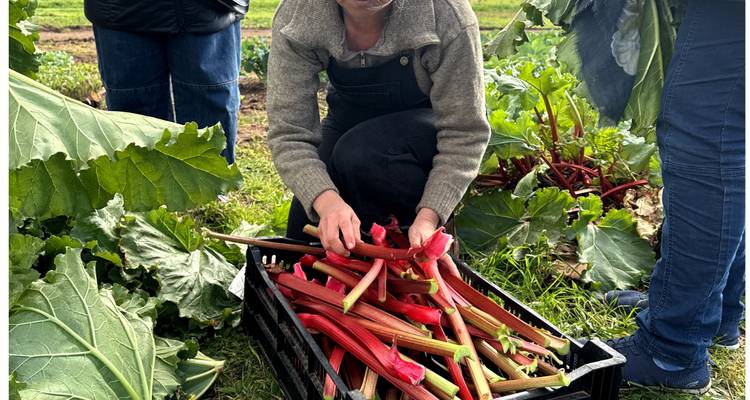 Una mujer se agacha en un campo ordenando tallos de ruibarbo rojo recién cosechados en una caja.