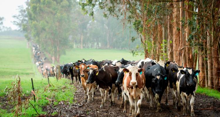 Una larga fila de vacas lecheras caminan por un camino rural y lodoso rodeado de altos árboles de eucalipto.