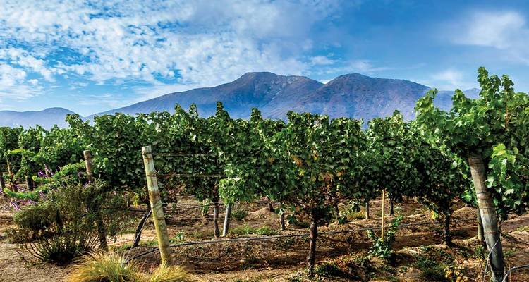 Rows of grapevines stretch toward the Andes under a bright blue sky in Chilean wine country.