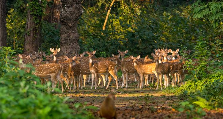 Un grand troupeau de cerfs tachetés se tenant en alerte sur un sentier forestier feuillu entouré d'une verdure luxuriante et d'une lumière solaire chaleureuse.