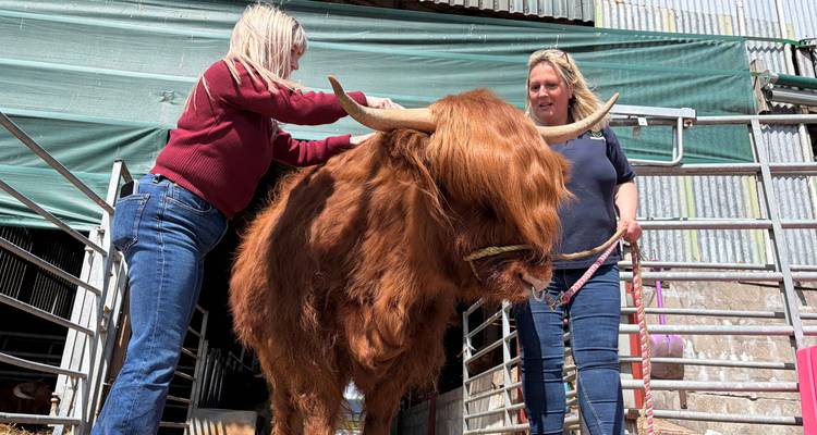Two women stroke a shaggy Highland cow outside a farm shed on a bright day.