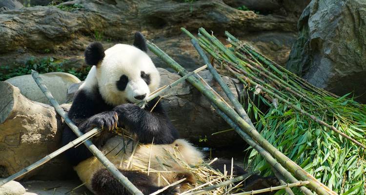 Giant panda sits among bamboo stalks leisurely eating shoots.
