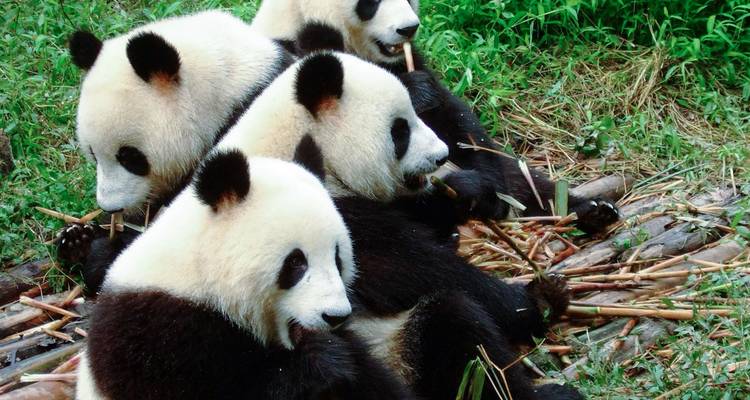 Three juvenile pandas sit in a row munching bamboo in lush greenery.
