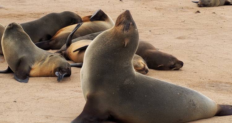 Cape fur seals lounge and stretch on sandy beach